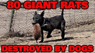 Les chiens défoncent 80 rats