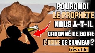 La SCIENCE confirme que boire de L'URINE DE CHAMEAU est bon pour la santé
