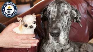 Le plus petit chien et le plus gros réunis : bordel la différence de taille AYAAAAAAAAAAAAAA