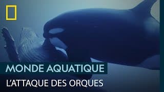 18 orques agressent une baleine pour tuer son petit