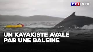 Un baleine mange mexicain mais n'aime pas et recrache