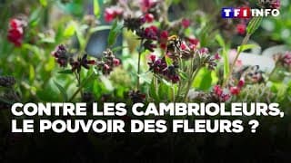 Journaliste TF1 : "les plantes contre les attaques terror*stes"