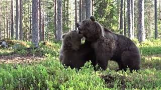 PUTAIN ce COMBAT D'OURS, la PUISSANCE BRUTE