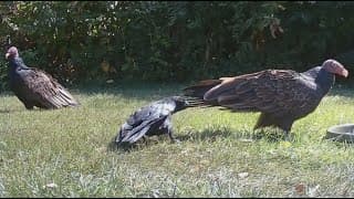 un corbeau c'est super malin !