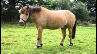 Petit poney