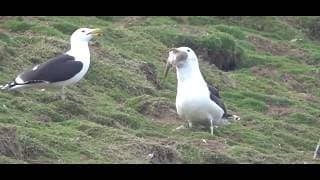 Un Goeland Alpha bouffe un lapin entier