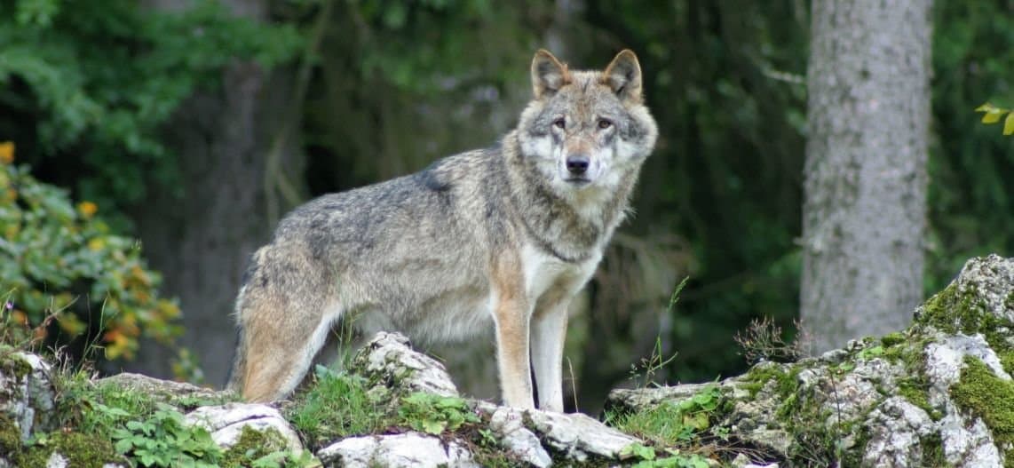 [BORDEL] L'évolution des LOUPS en CHIENS