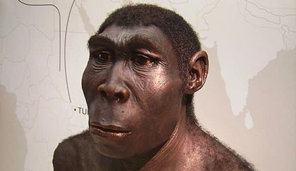"Homo érectus"