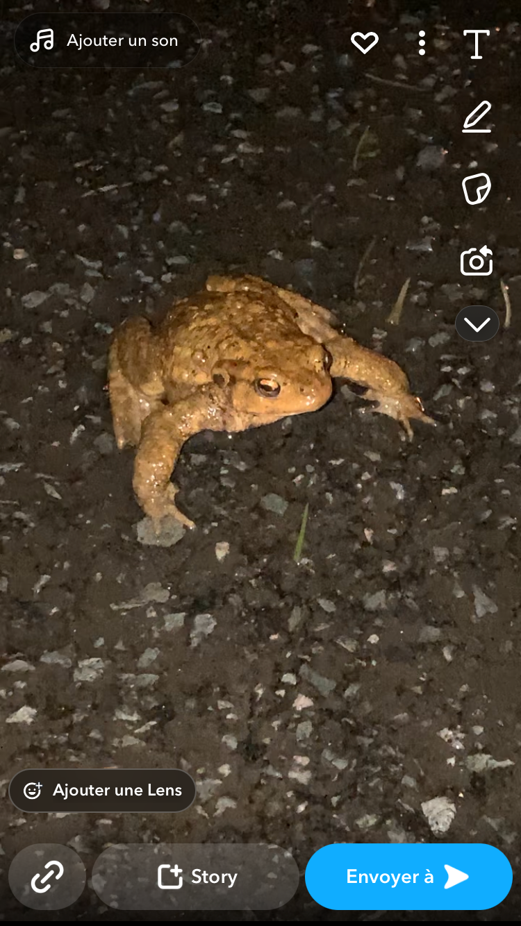 [PHOTO] J’ai croisé un CRAPAUD ce SOIR