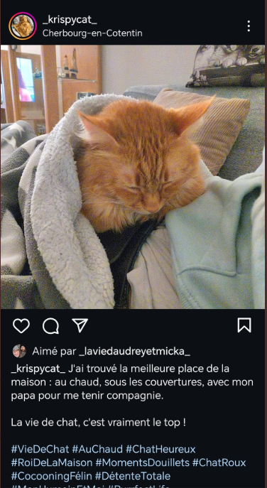 [BORDEL] Magalie et Mickey ont créé un compte insta pour leur chat