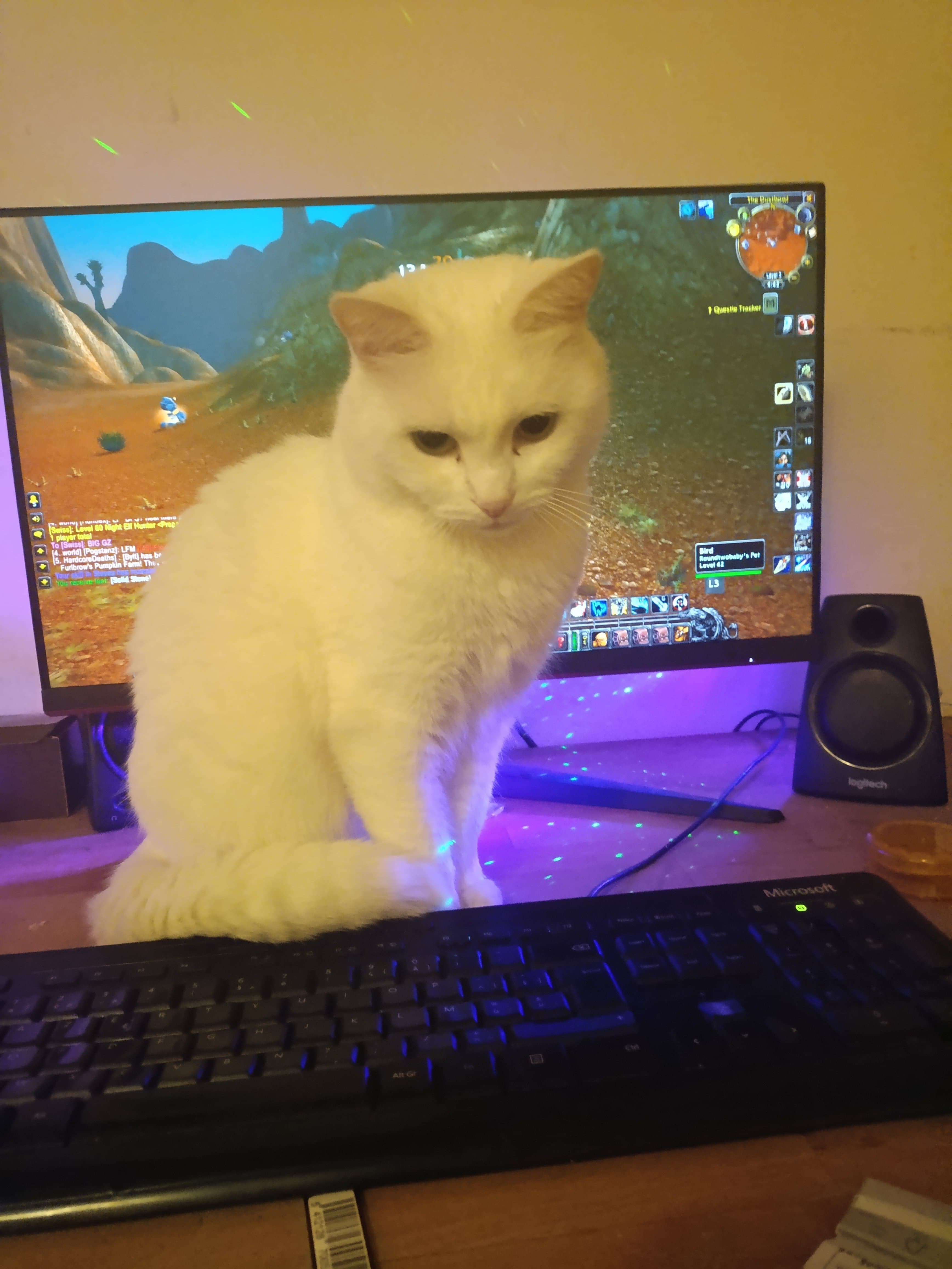 Même mon chat ne supporte plus que je boucle sur WOW