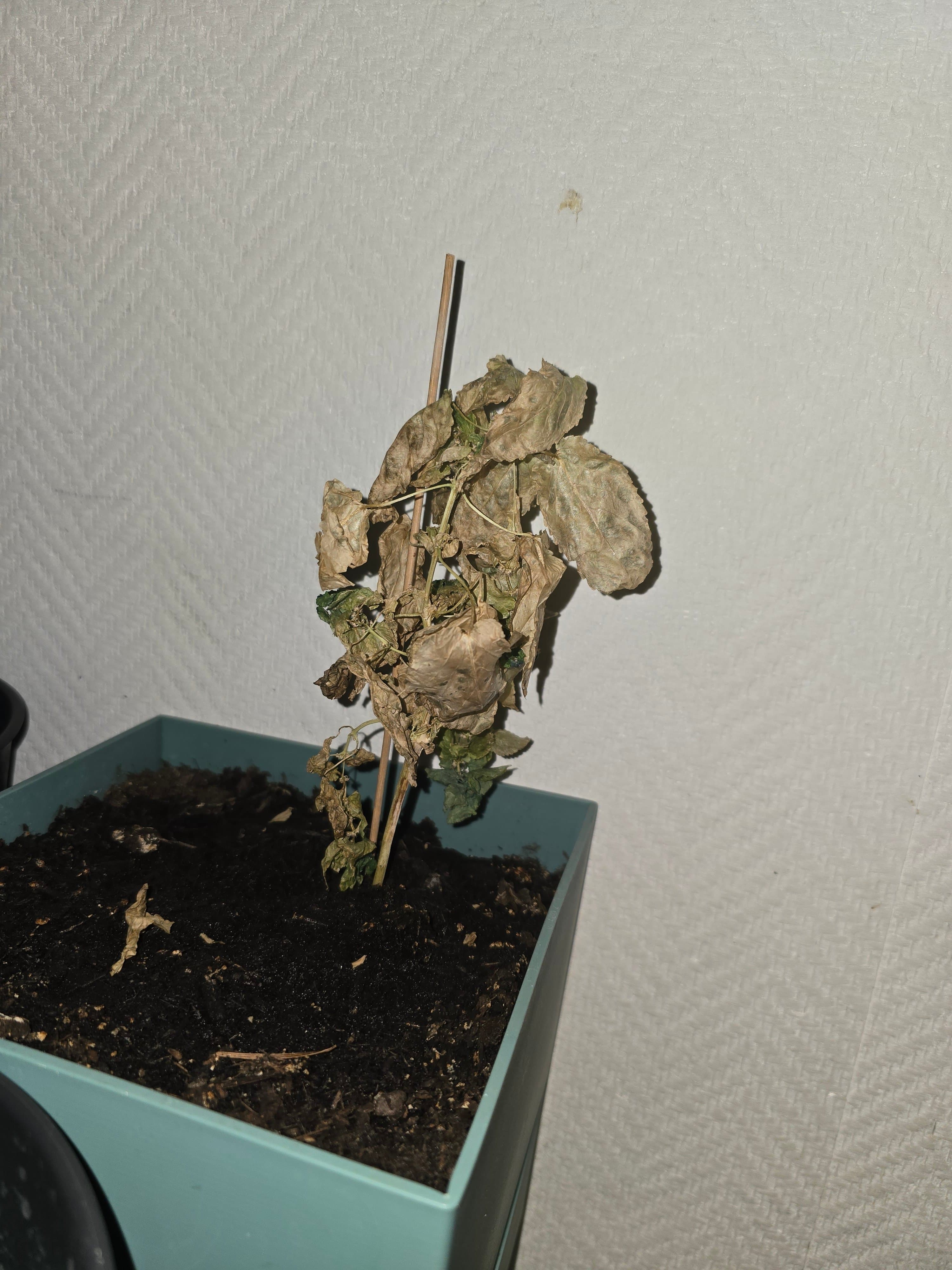 PHOTO : Ma plante (agée de 6 MOIS) est en train de MOURIR ...