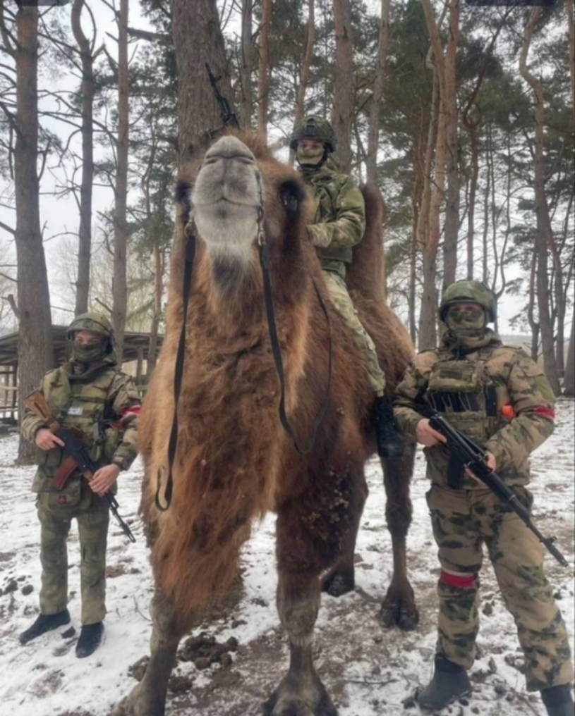 Guerre en Ukraine : l’armée russe introduit des ânes et des chameaux