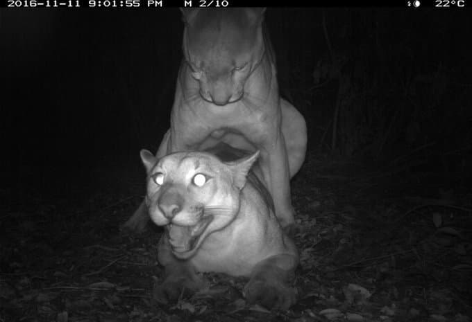 ce JEUNE LIONCEAU baise férocement sa mere MILF LIONNE pendant que son pere n'est pas là