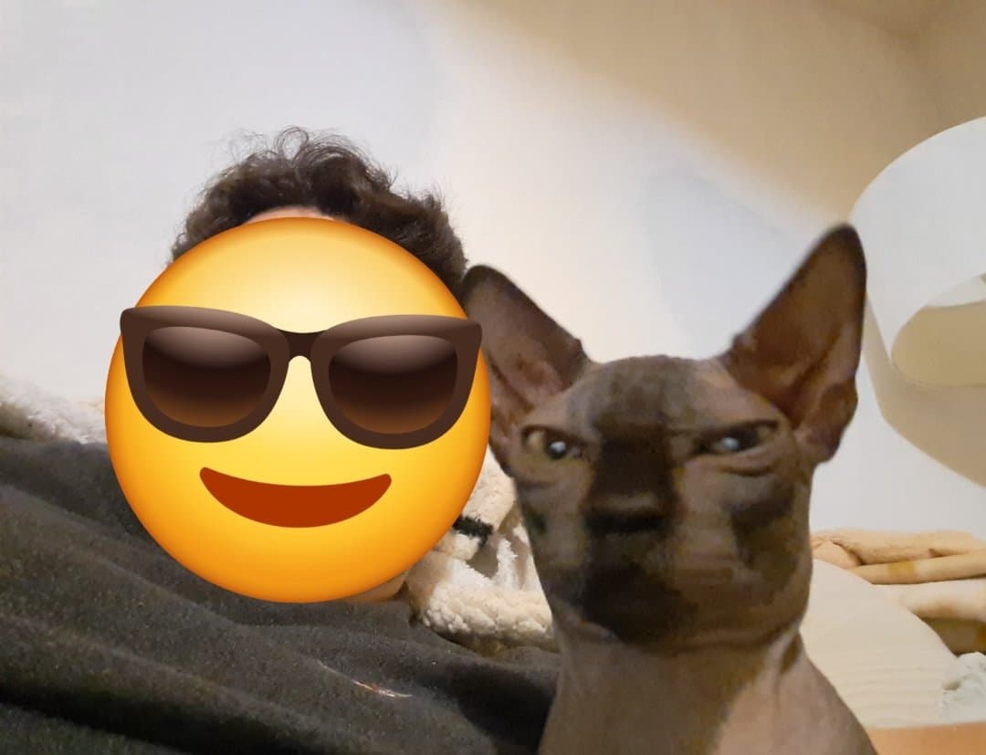 Cette photo de mon chat sans poil mérite un stickers