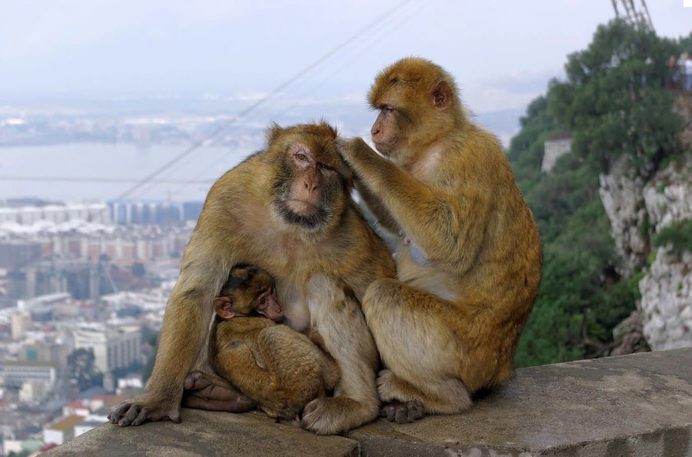 Le SEUL endroit en Europe où on peut voir des SINGES à l'état sauvage