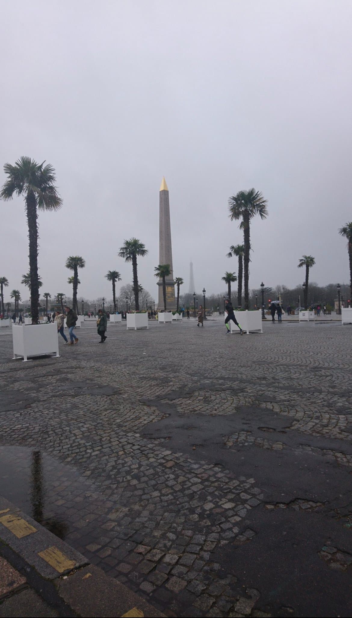 [PHOTO ]Ayaa la VILLE de PARIS installe des PALMIERS PARTOUT dans la VILLE…