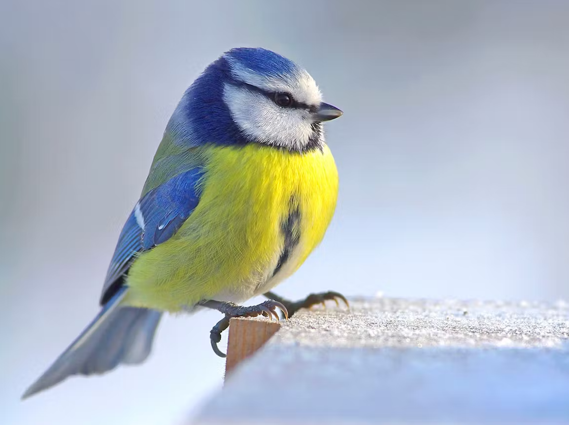 Vous aimez bien les mésanges bleues ?