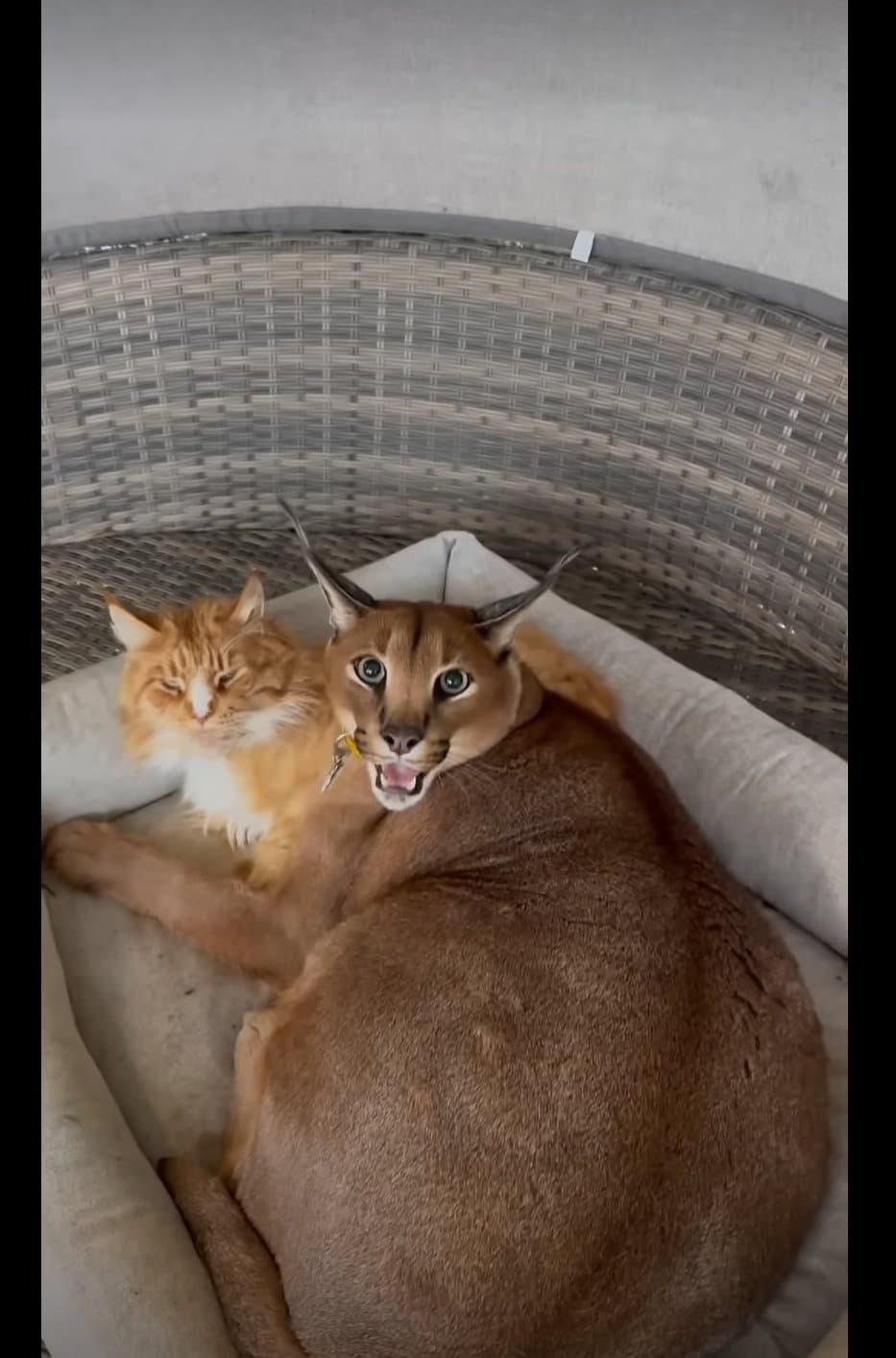 C’est dangereux un gros chat comme ça ?