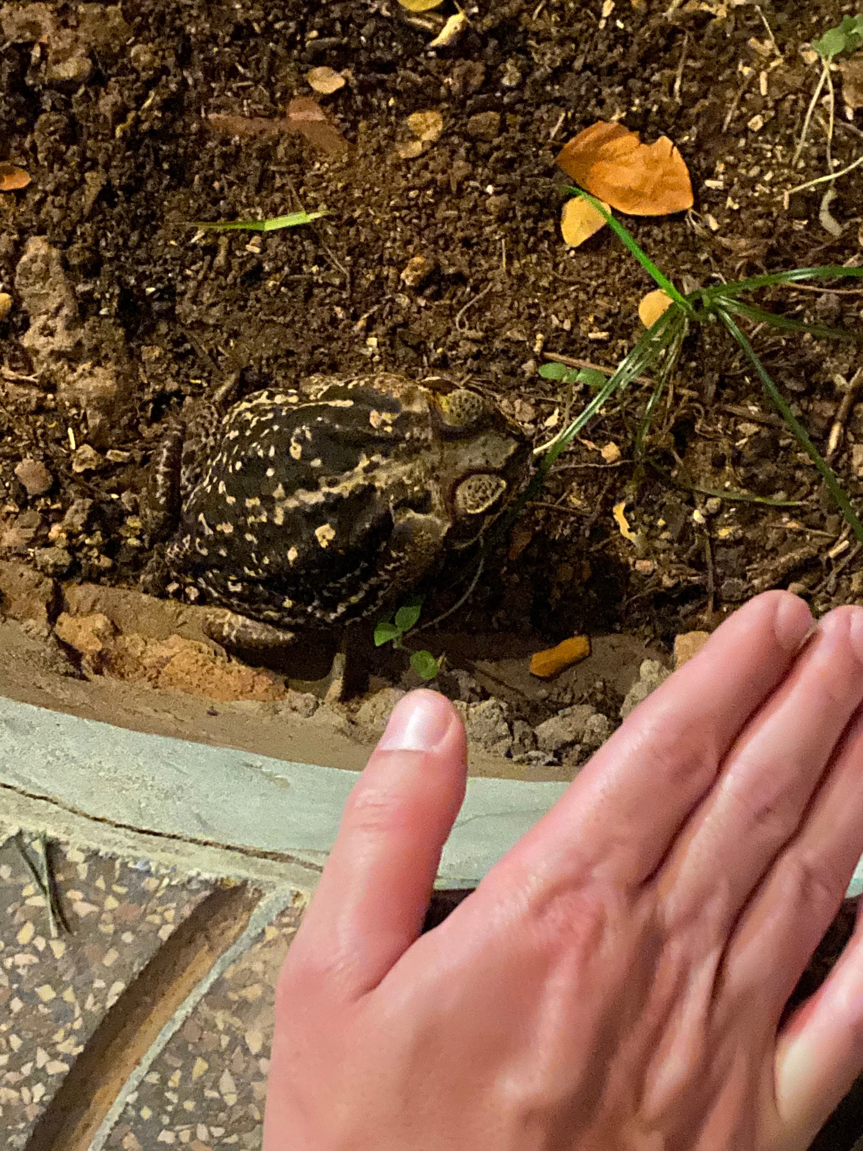 La taille de ce crapaud