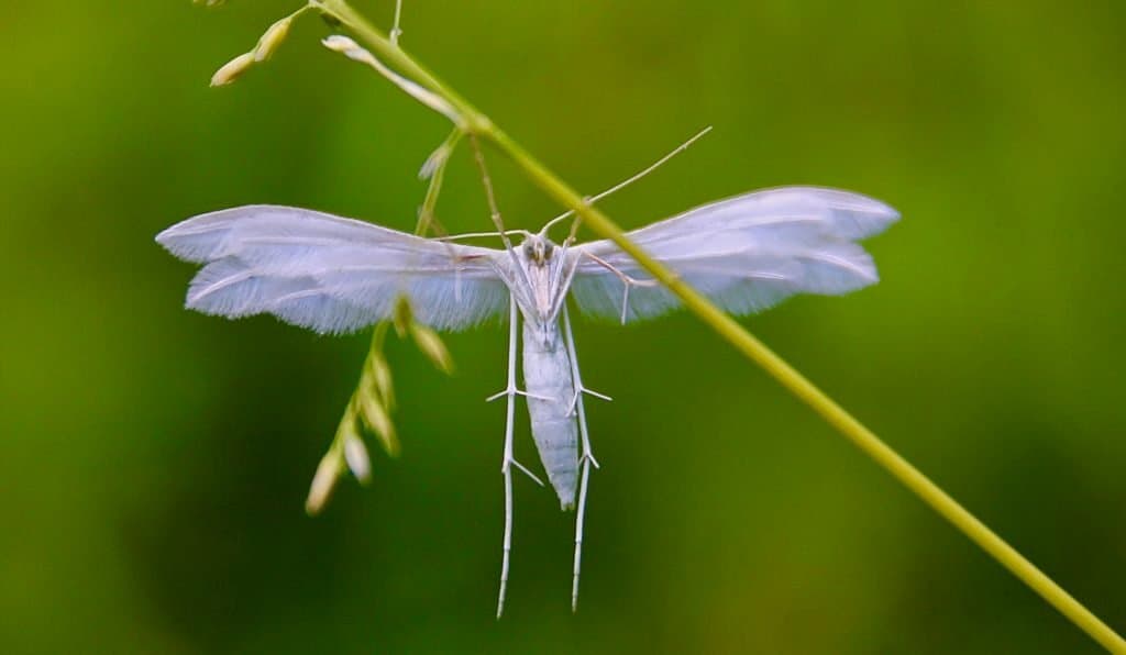 En fait les FÉES existent, c’est juste des INSECTES