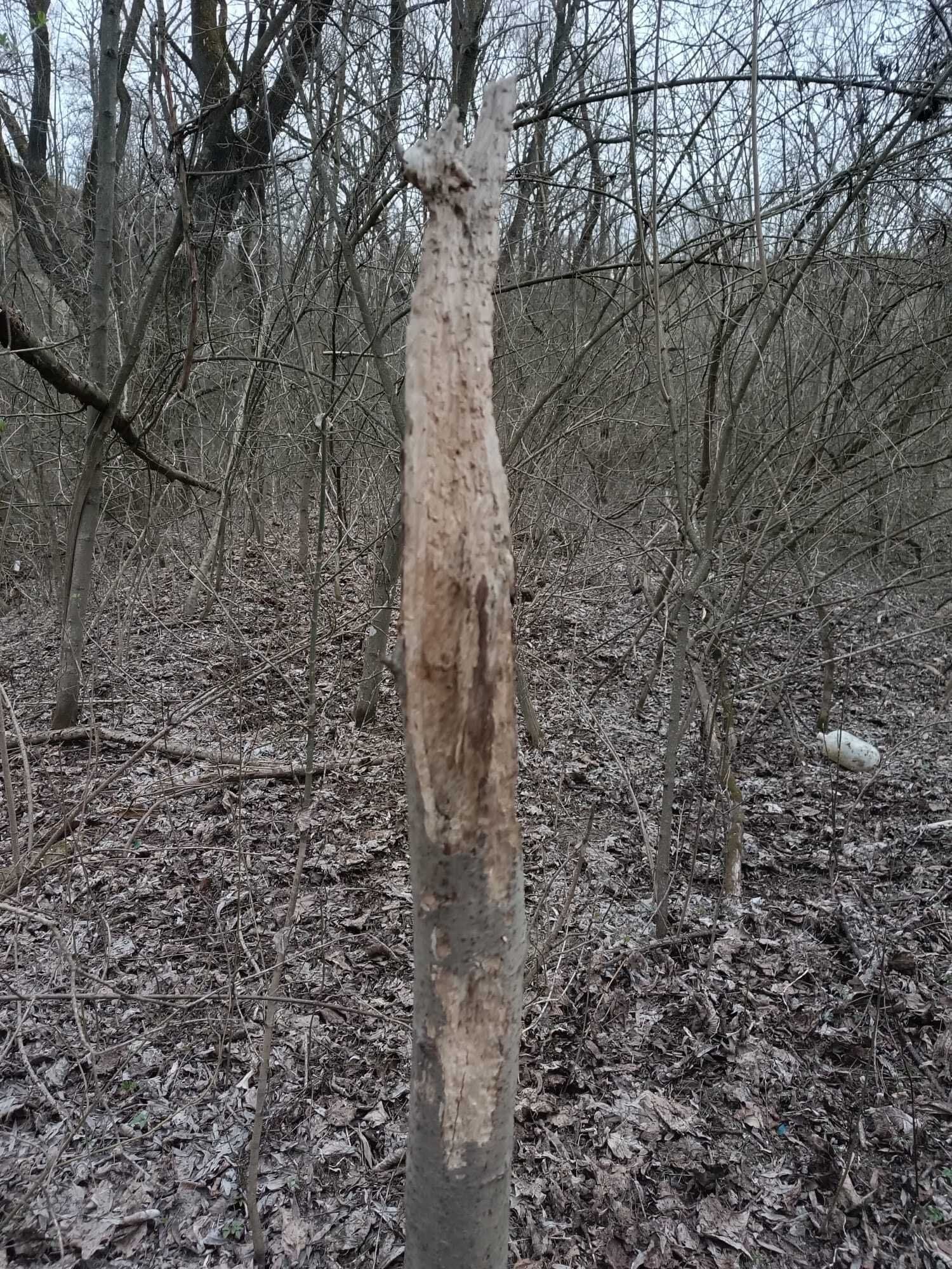 [Photo] Arbre bouffé par un animal, ça peut être quoi ?
