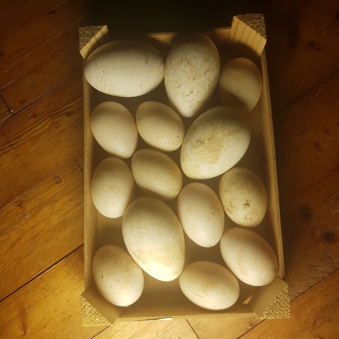 Mes oeufs font rager les descolins du 1825