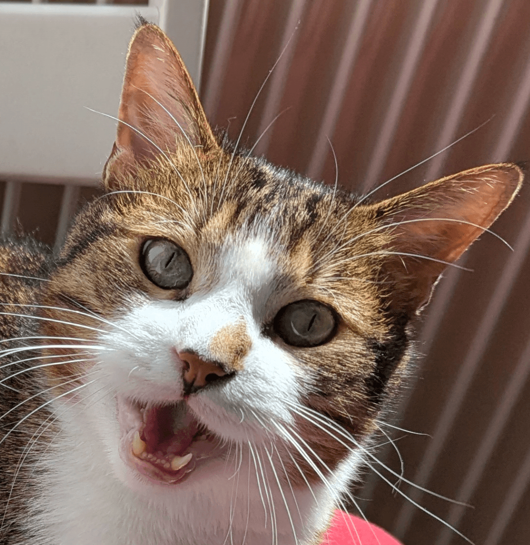 [photo] mon chat serait parfait pour un sticker