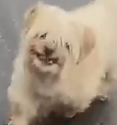 C'EST JUSTE UN PETIT CHIEN, IL EST MIGNON
