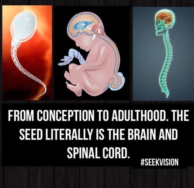 [REDPILL] Vous êtes toujours ce spermatozoïde qui a gagné la COURSE