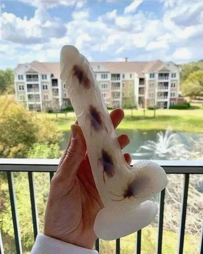 [PHOTO] J’ai fabriqué un GODE avec des insectes 🪳 dedans