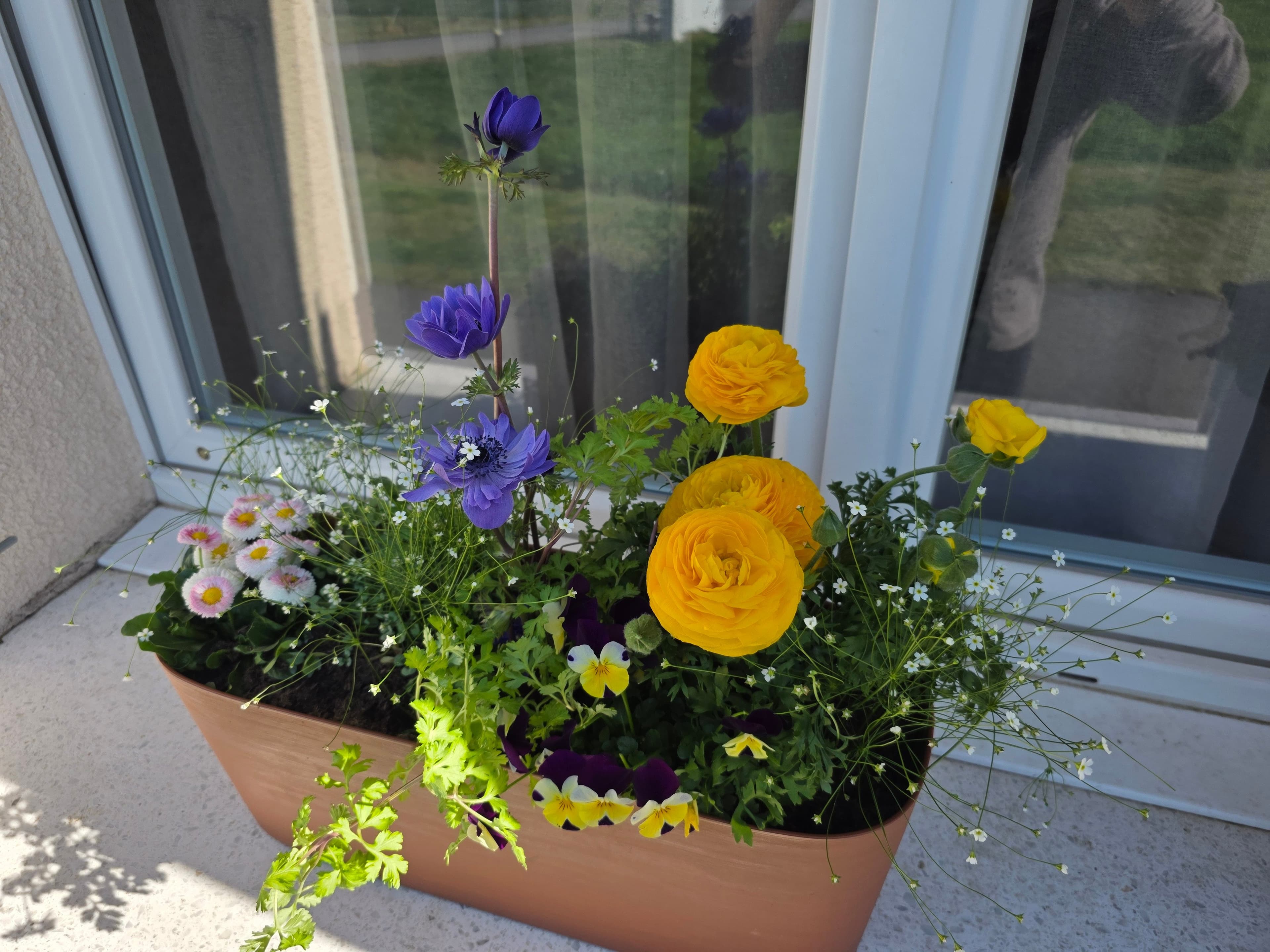 Regardez mon joli pot de fleurs