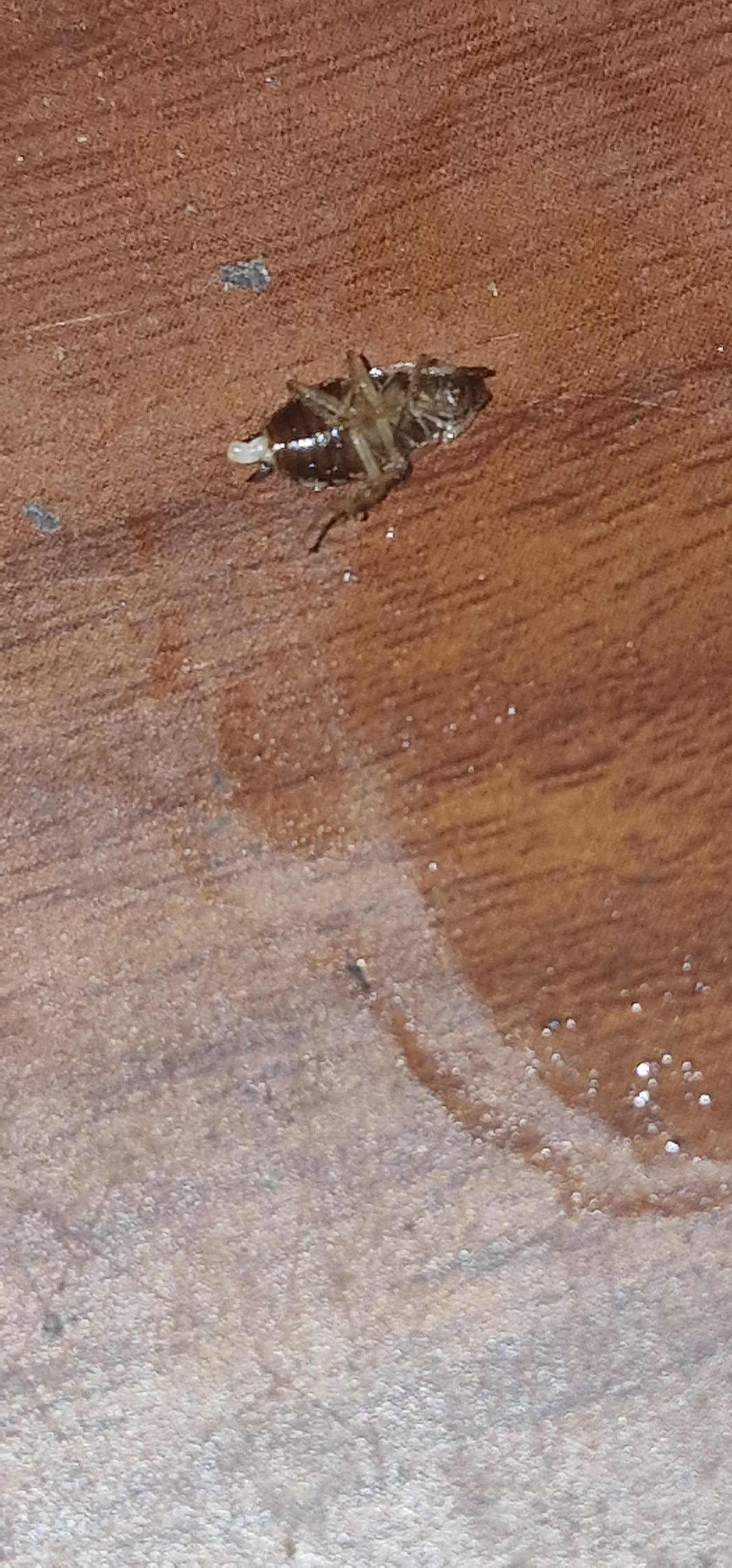 Je viens de tuer un bébé cafard dans ma chambre