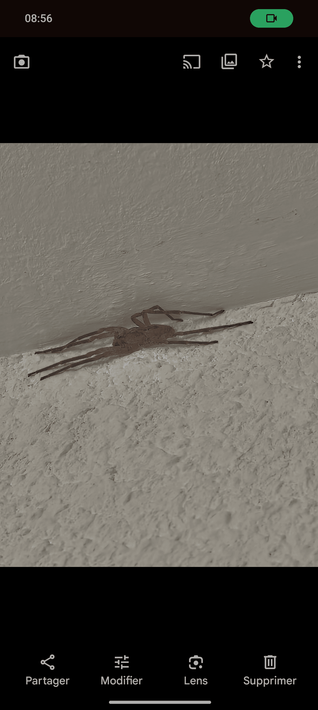 [PHOTO] J'ai une énorme araignée chez moi !