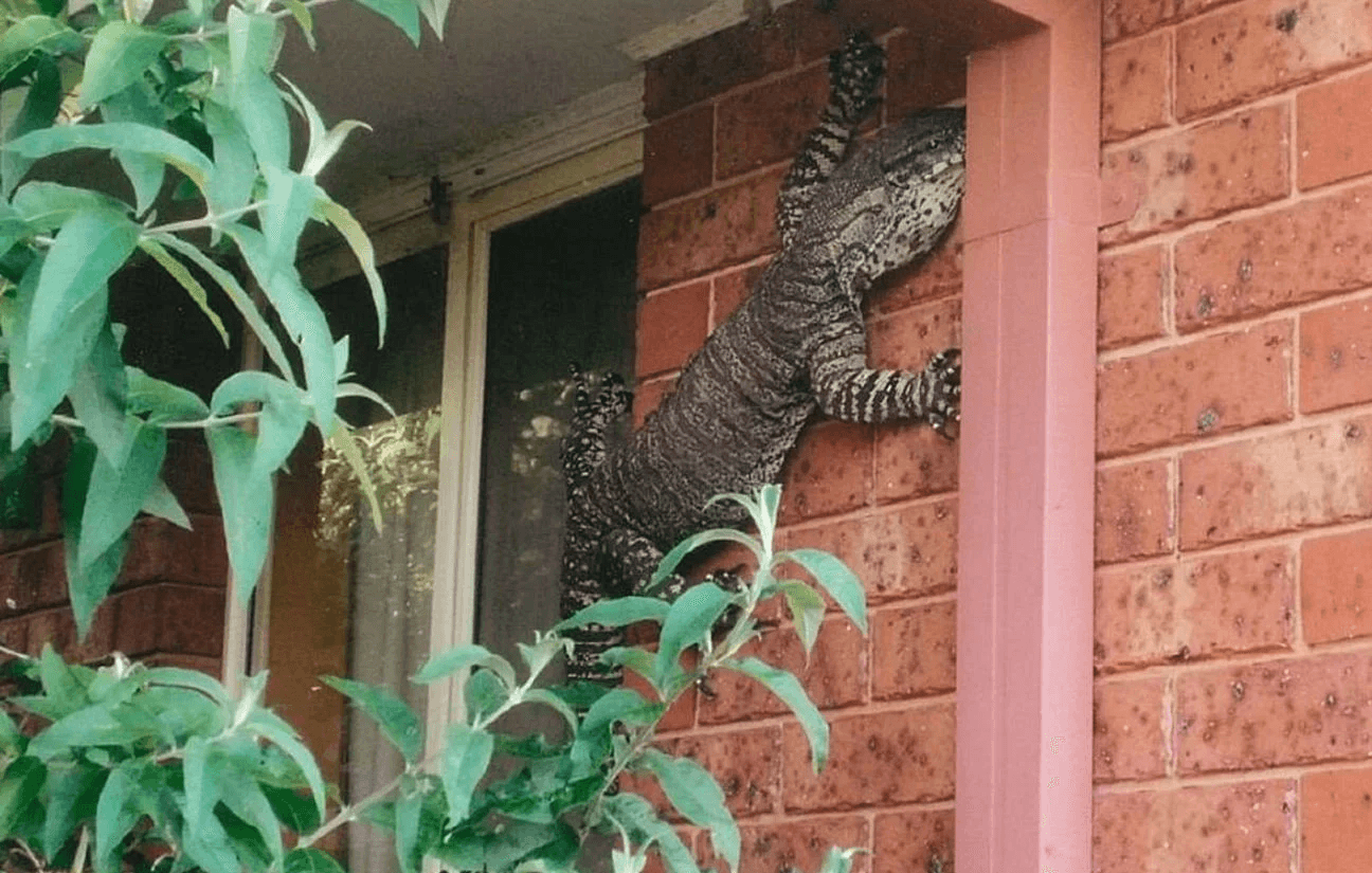 Vous rentrez chez vous apres une dure journée de labeur et vous voyez ça sur le mur de votre maison