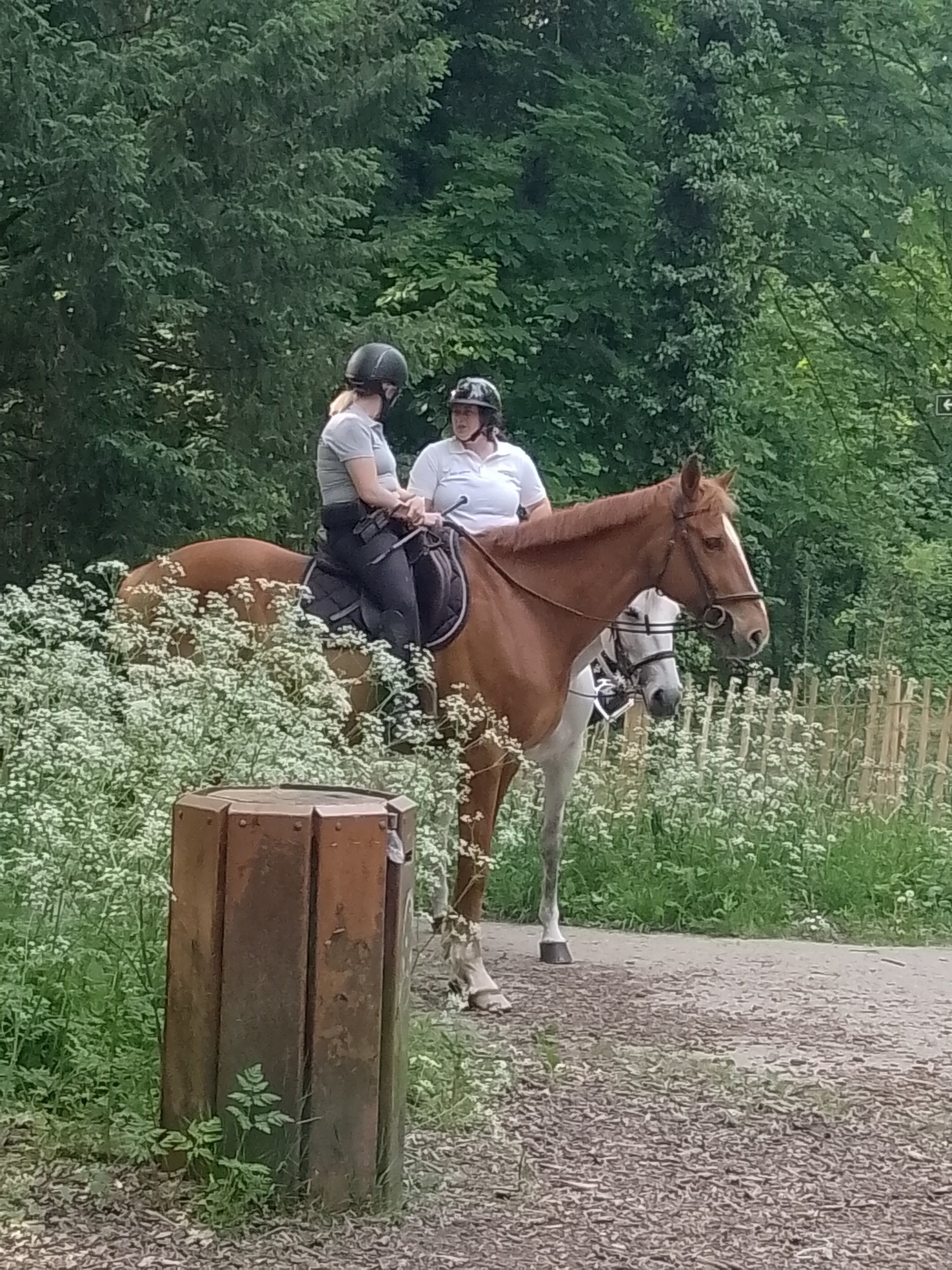 Ahiii les chevaux a la read dead