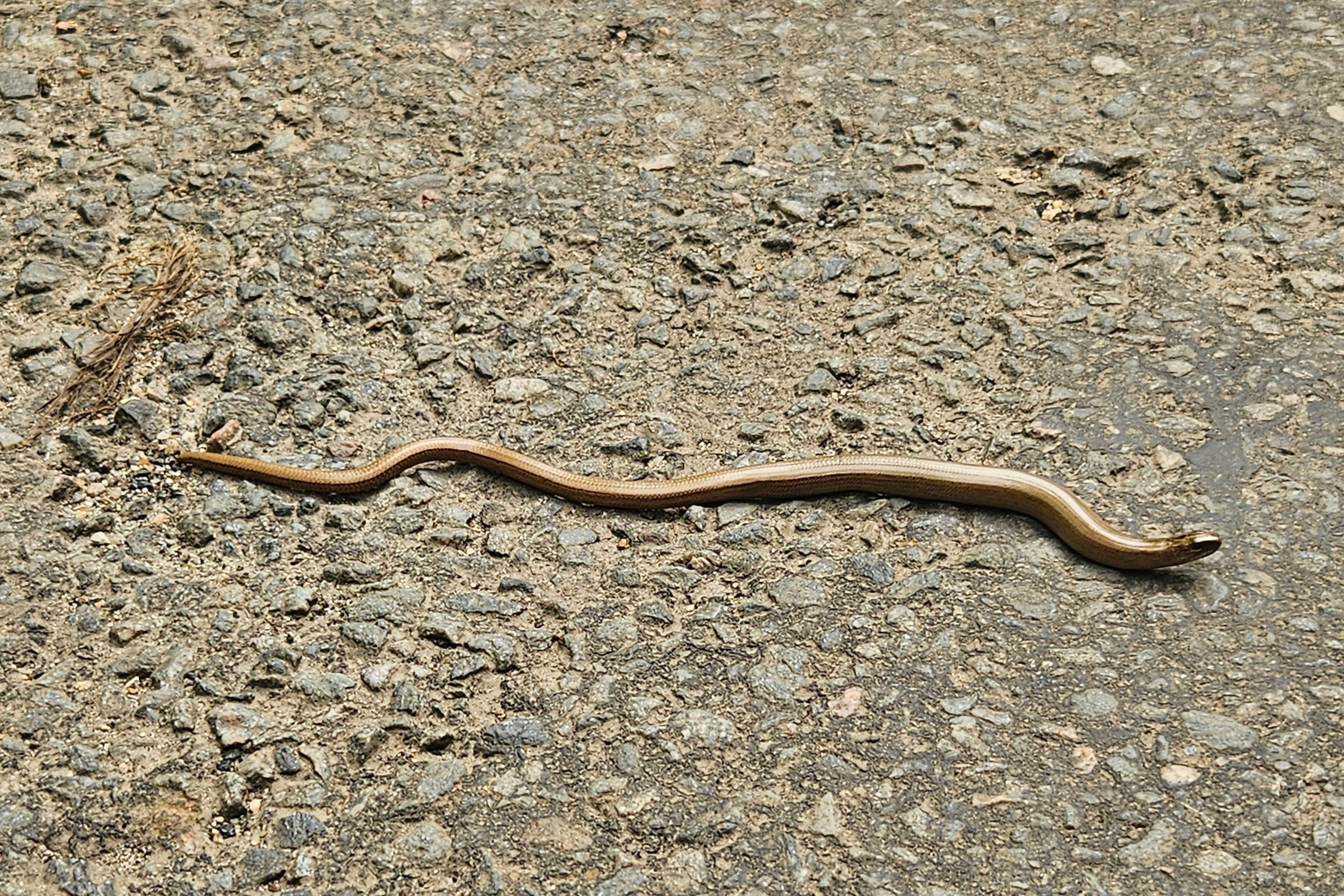 FOU, IL PROVOQUE UN BASILIC, ET PAYE SONT ARROGANCE (ça tourne mal) (dédiserpent)