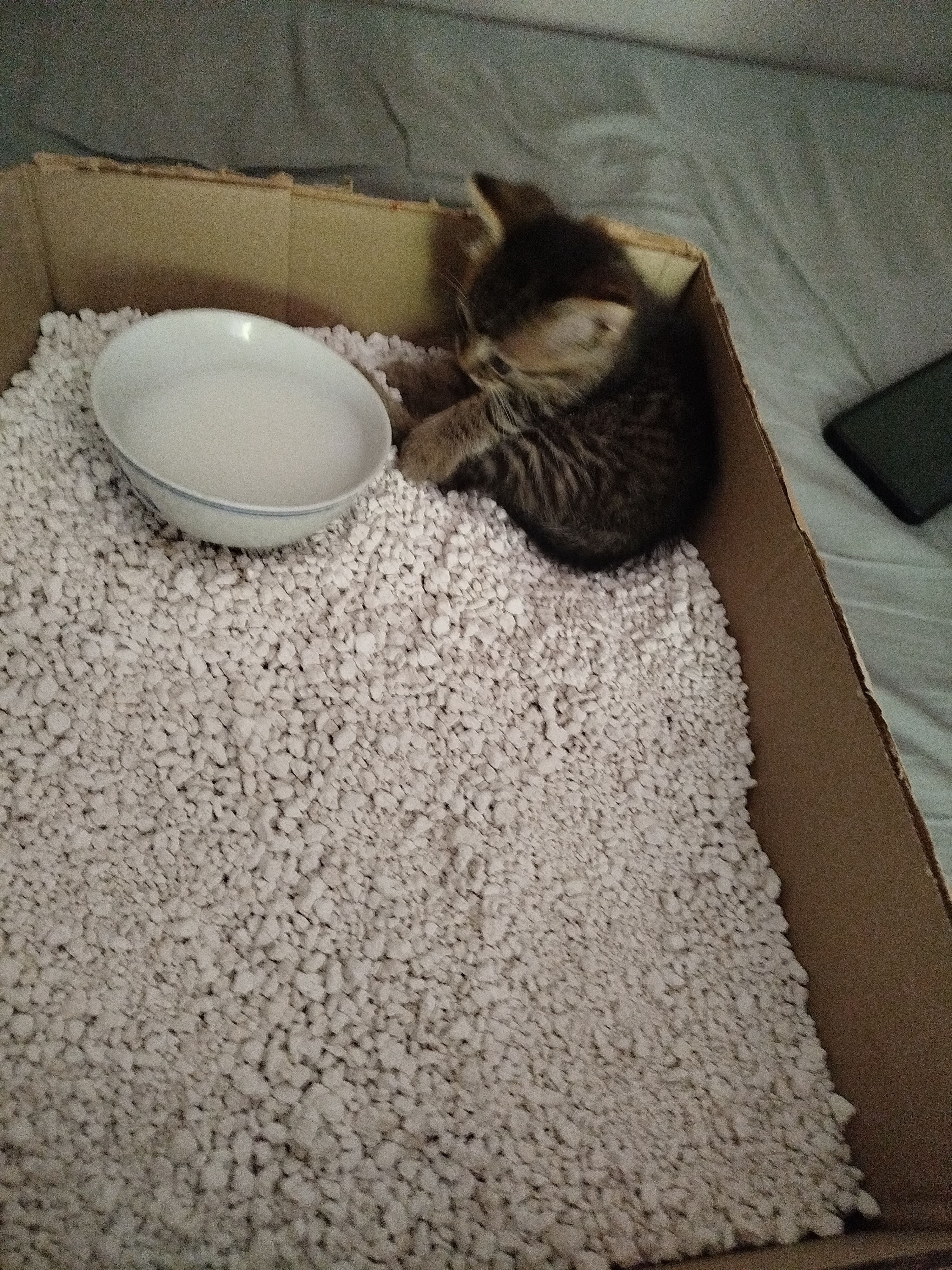 J'ai récupéré un chaton dans la rue