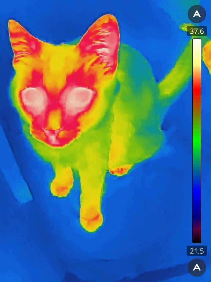Ce chat en vision thermique/20 ?