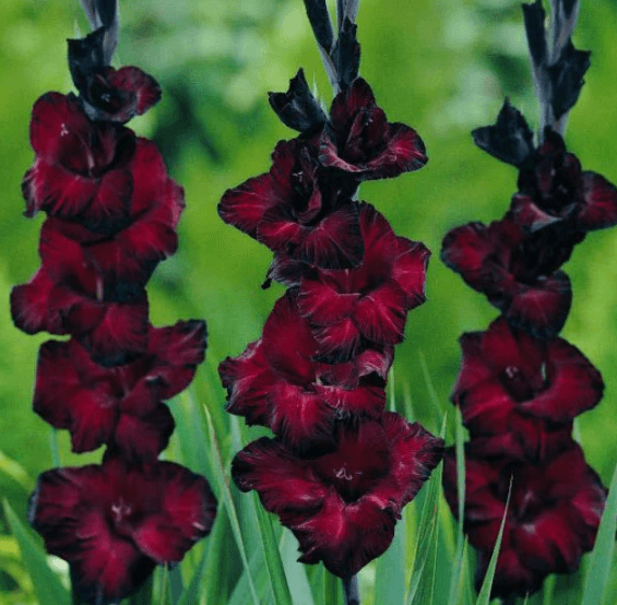 Le forum JUGE mes fleurs PRÉFÉRÉS !