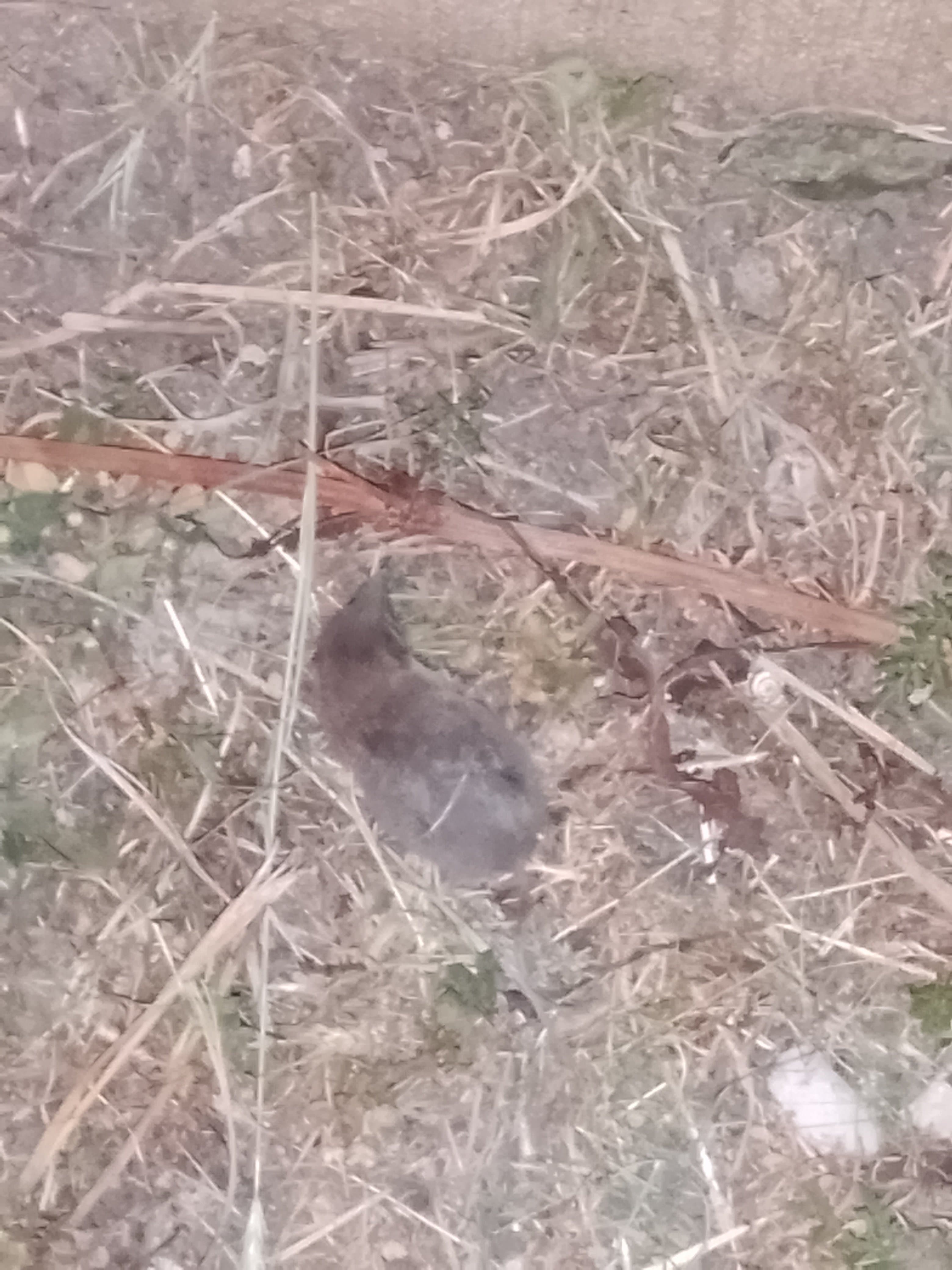 Ahiii une p'tite souris morte