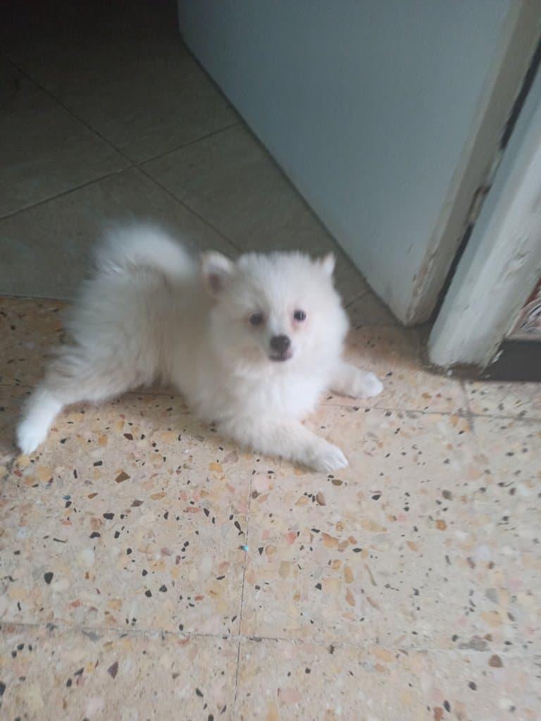 [Photo] Mon nouveau CHIEN de TEEN RICHE