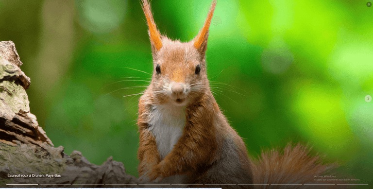 L’écureuil roux, un petit animal follement mignon, abonde en Europe et en Asie du Nord.
