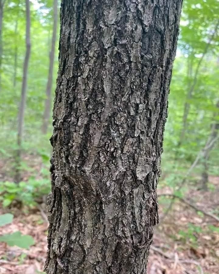 [Camouflage] Est ce que voyez quelque chose sur cette photo ?